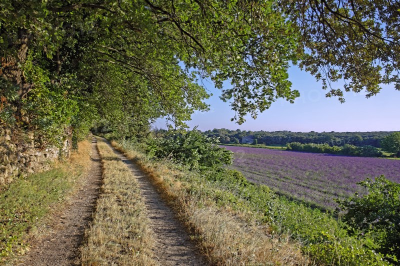 Champ de lavande, Drôme