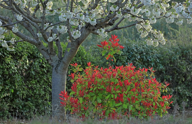 Cerisier en fleurs et arbuste photinia, Vaucluse