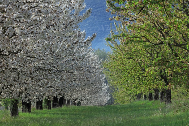 Cerisiers en fleurs, Vaucluse