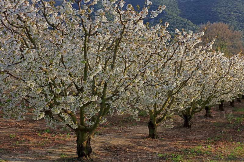 Cerisiers en fleurs, Vaucluse