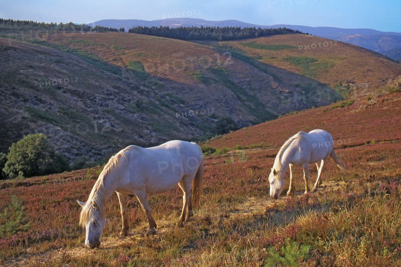 Chevaux dans les Cévennes, Gard
