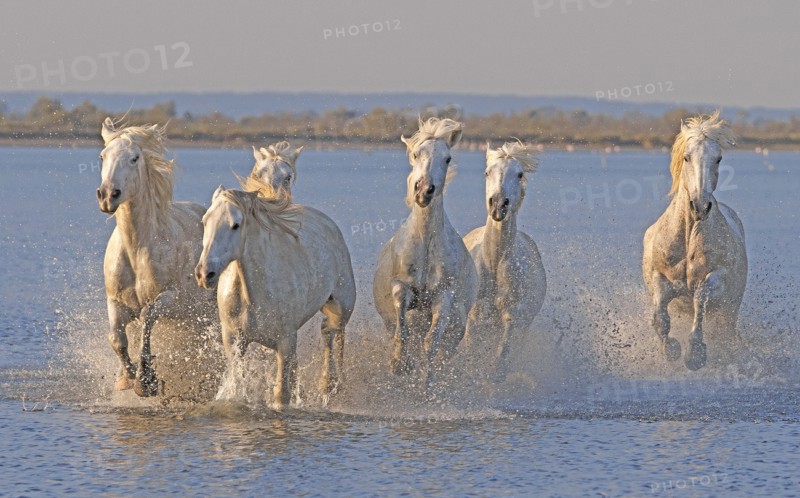 Camargue, Bouches-du-Rhône