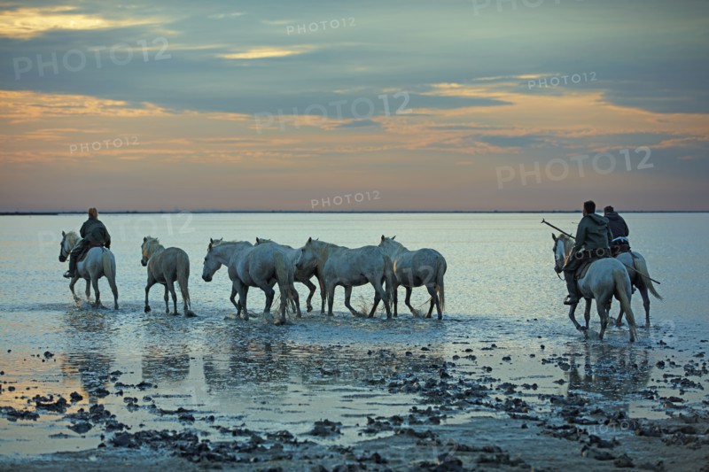 Camargue, Bouches-du-Rhône