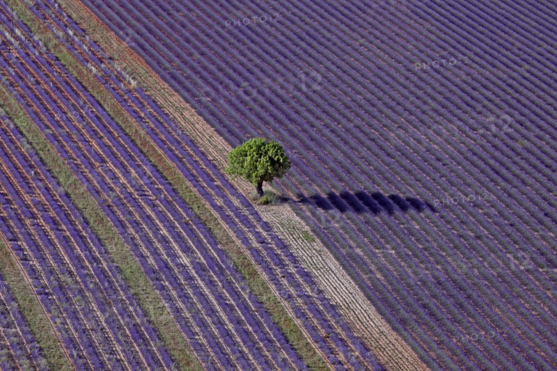 Isolated tree and lavender field, Alpes-de-Haute-Provence