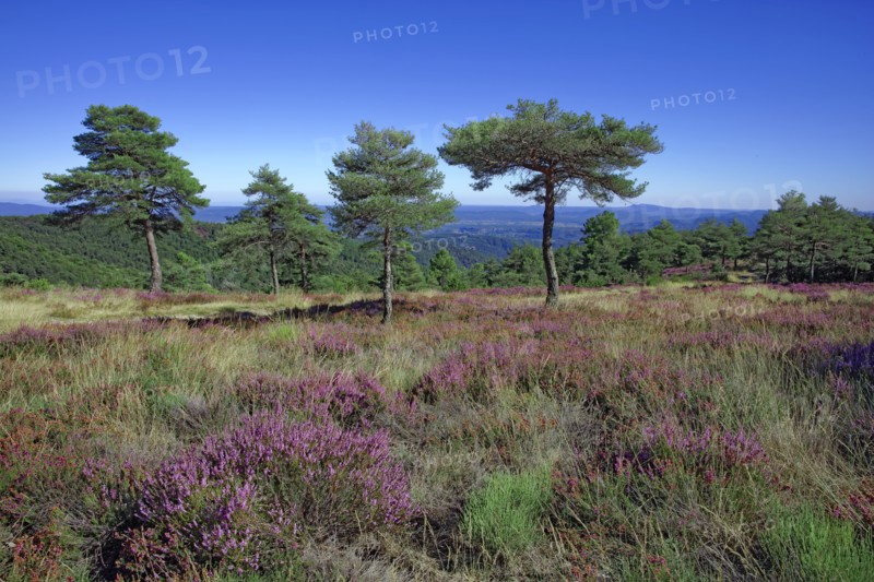 Bruyère en fleur et pinède des hauts plateaux du Vivarais Cévenol, Ardèche