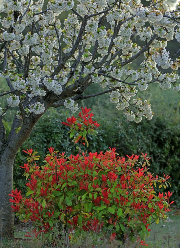 Cerisier en fleur et arbuste photinia, Vaucluse