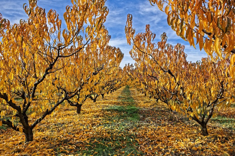Cerisiers en automne, Vaucluse