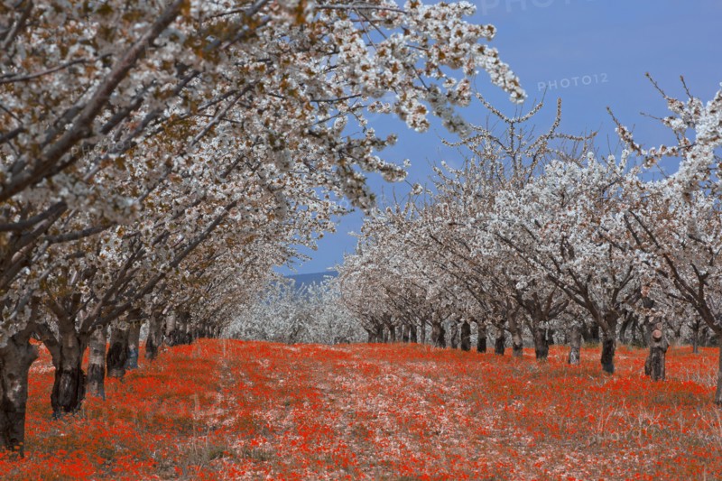 Cerisiers en fleurs, Vaucluse