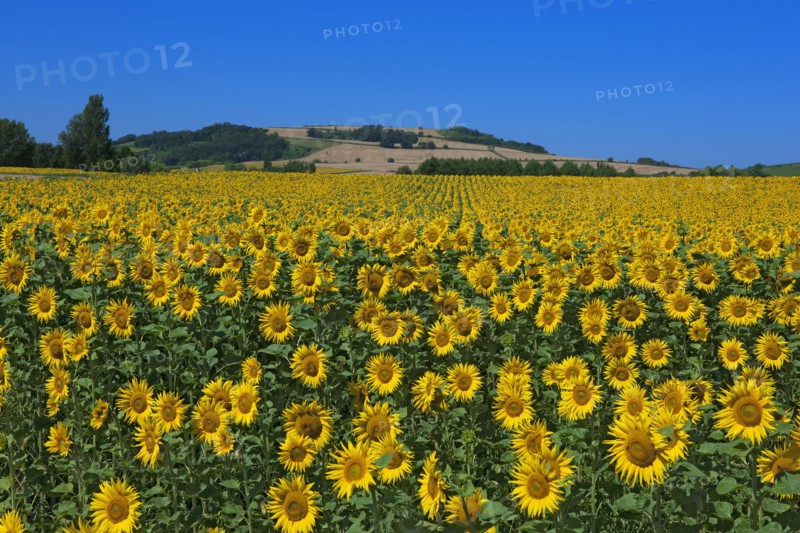 Sunflower field, Puy-de-Dôme