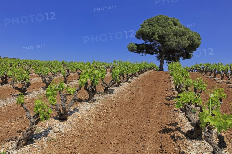 Vacqueyras, Vaucluse