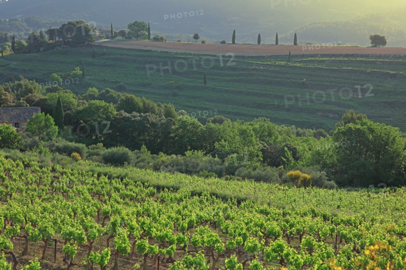 Gigondas, les Dentelles de Montmirail, Vaucluse