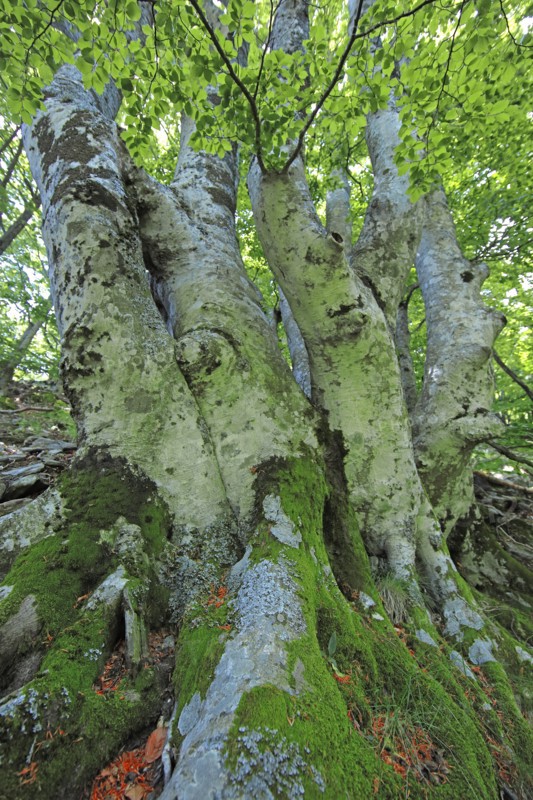 Forêt domaniale du Massif de l'Aigoual, Gard