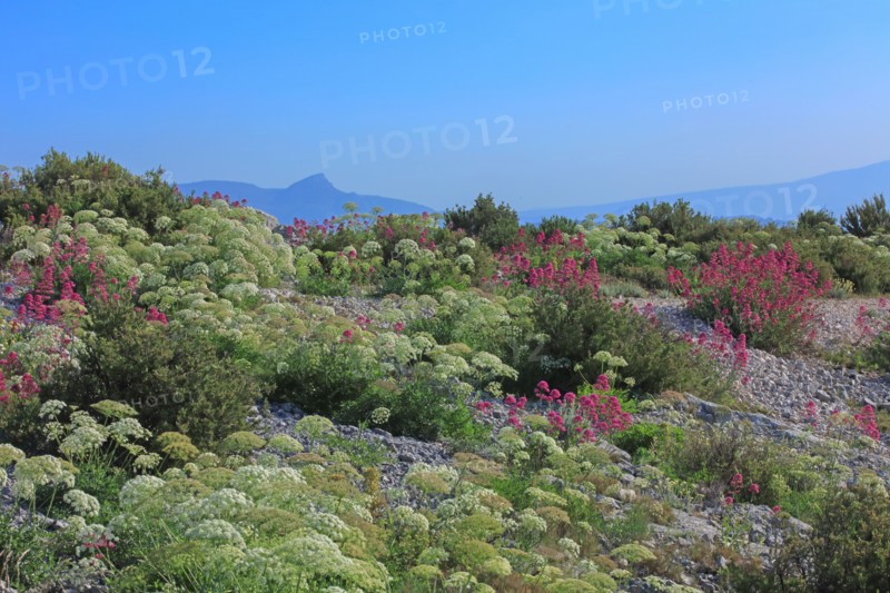 Flore des Calanques de Marseille, Bouches-du-Rhône