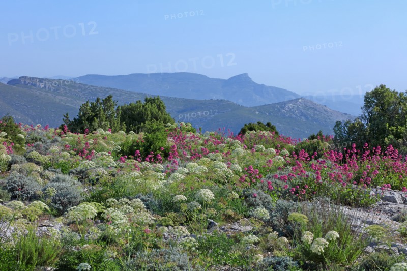 Flore des Calanques de Marseille, Bouches-du-Rhône