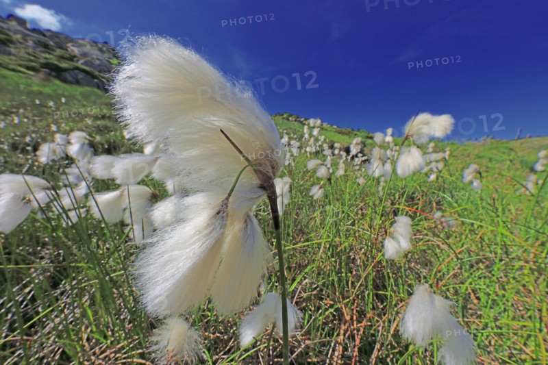 Linaigrette