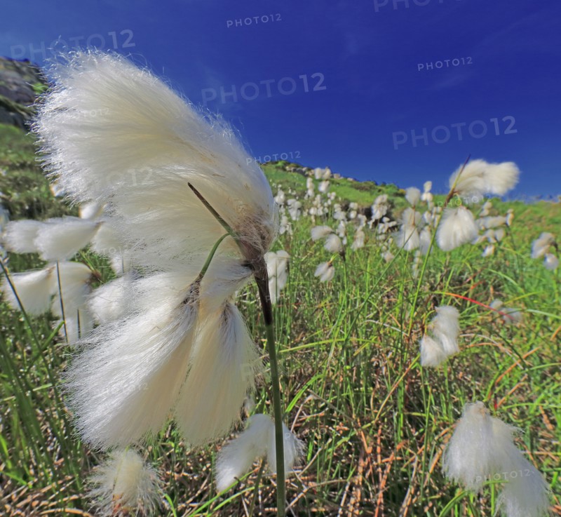 Linaigrette