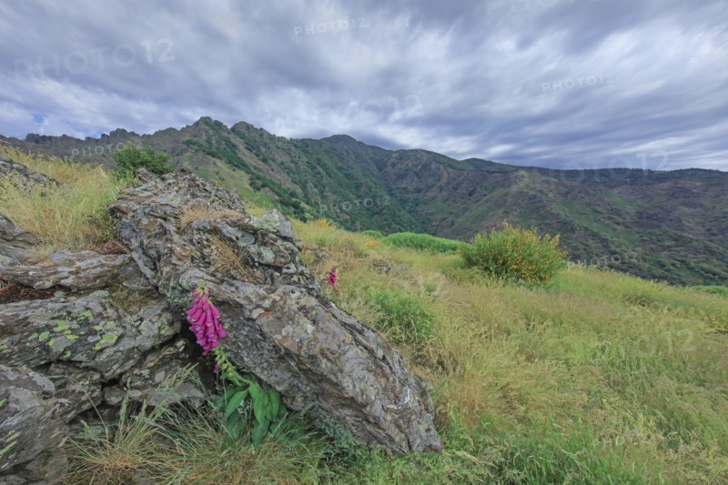 Mont Aigoual, Gard
