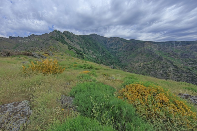Mont Aigoual, Gard