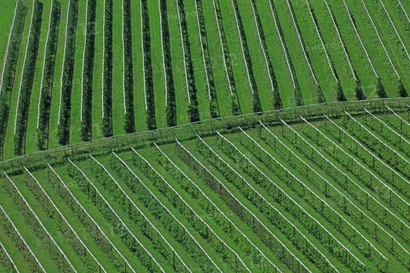 Plantation d'arbres fruitiers en espaliers dans la vallée du Têt, Pyrénées-Orientales
