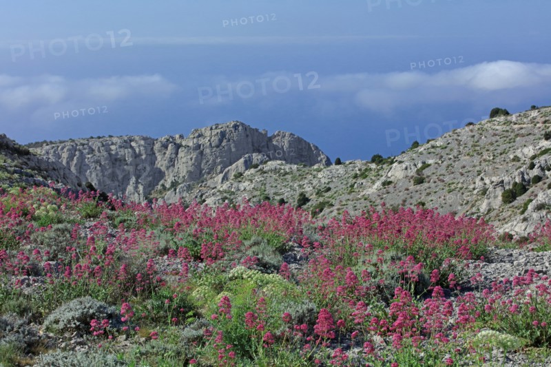 Flore des Calanques de Marseille, Bouches-du-Rhône