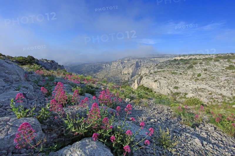 Flore des Calanques de Marseille, Bouches-du-Rhône