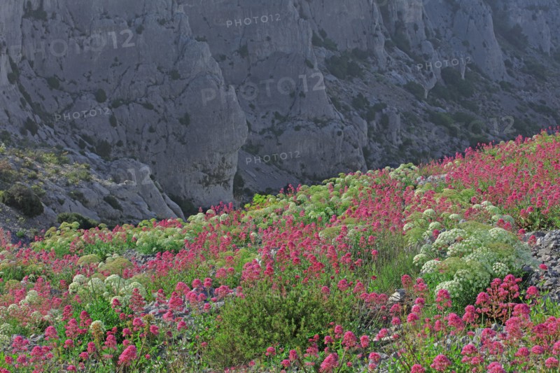 Flore des Calanques de Marseille, Bouches-du-Rhône