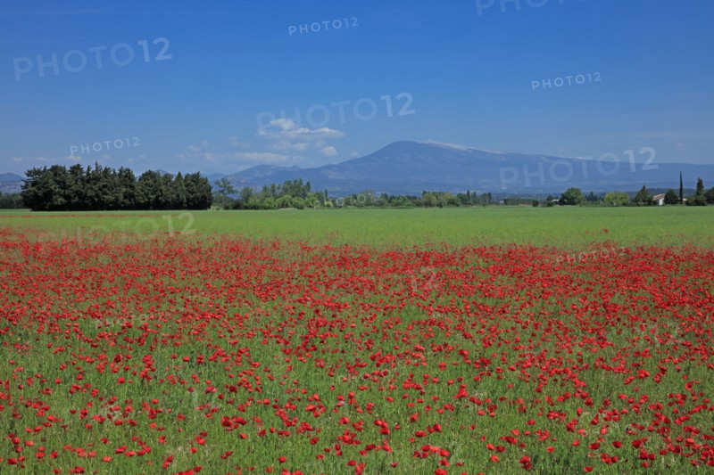 Paysage du Mont Ventoux, Vaucluse