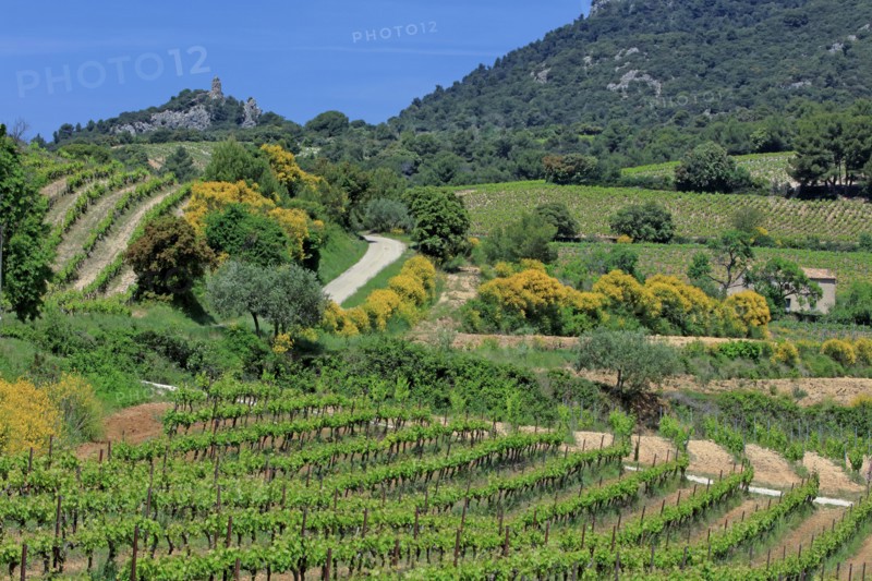 Beaumes-de-Venise, Vaucluse