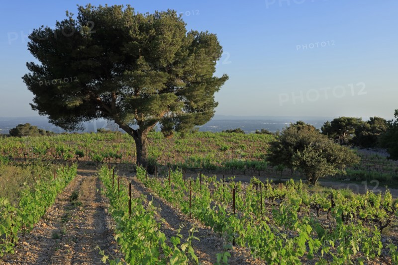 Vacqueyras, Vaucluse