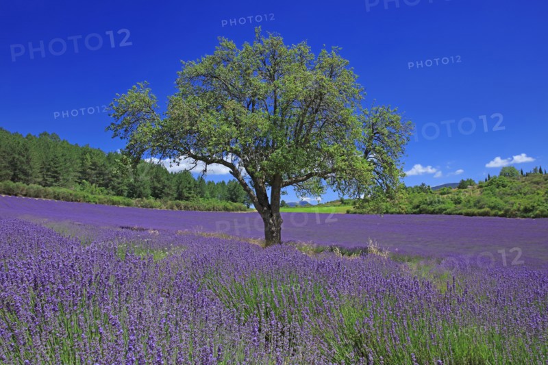 Vaucluse, Arbre isolé au milieu d'un champ de lavande