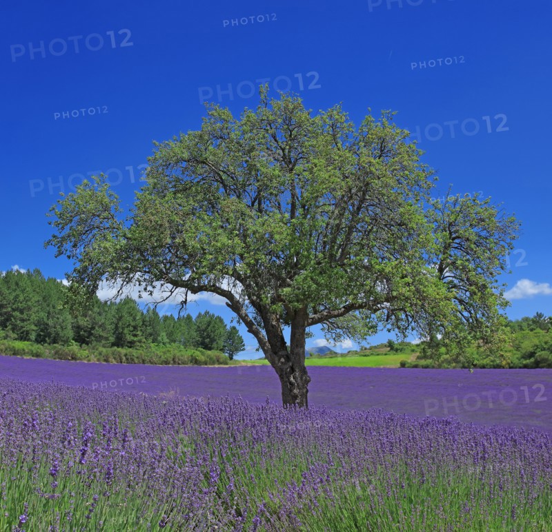 Vaucluse, Arbre isolé au milieu d'un champ de lavande