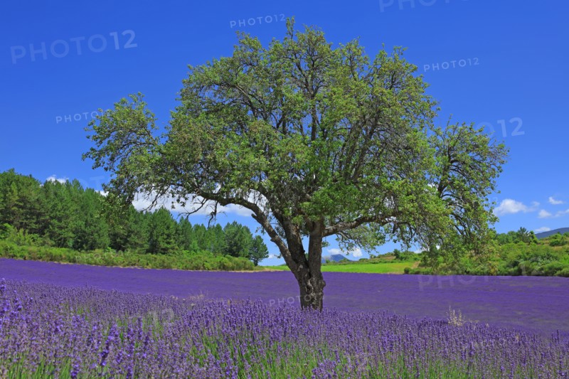 Vaucluse, Arbre isolé au milieu d'un champ de lavande