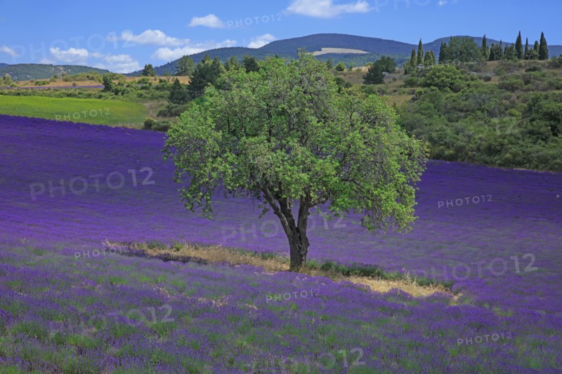 Vaucluse, Arbre isolé au milieu d'un champ de lavande