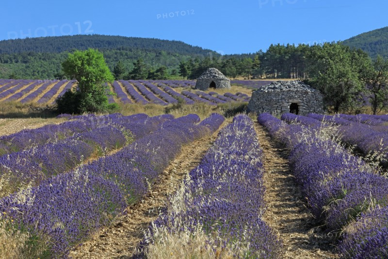 Drôme, champ de lavande