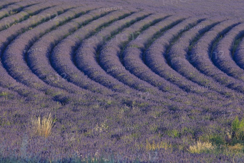 Alpes-de-Haute-Provence, champ de lavande
