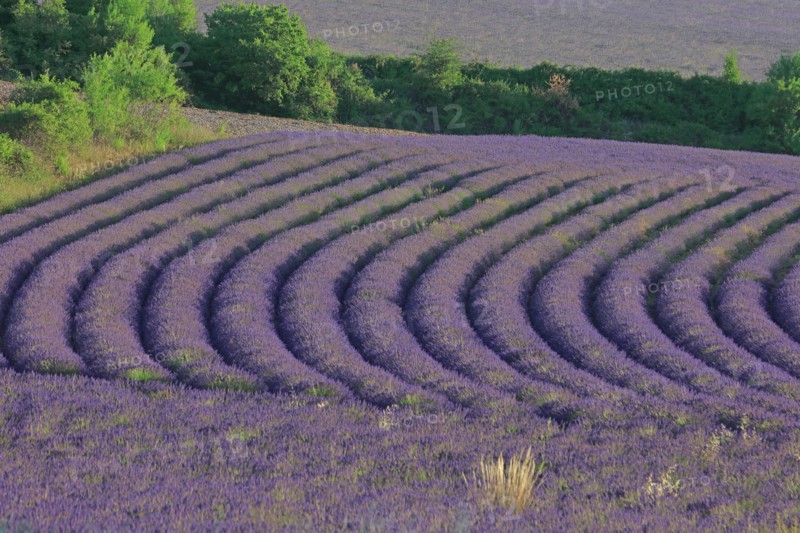 Alpes-de-Haute-Provence, champ de lavande