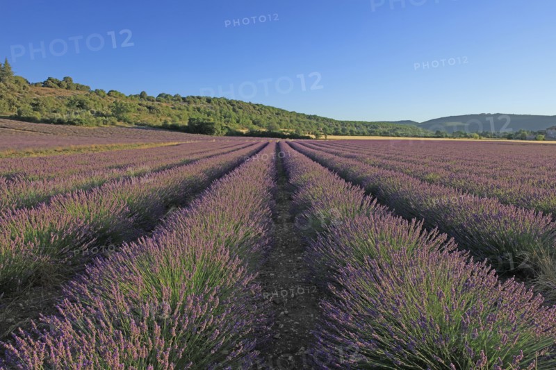 Alpes-de-Haute-Provence, champ de lavande