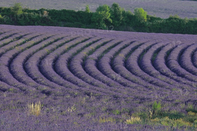 Alpes-de-Haute-Provence, champ de lavande