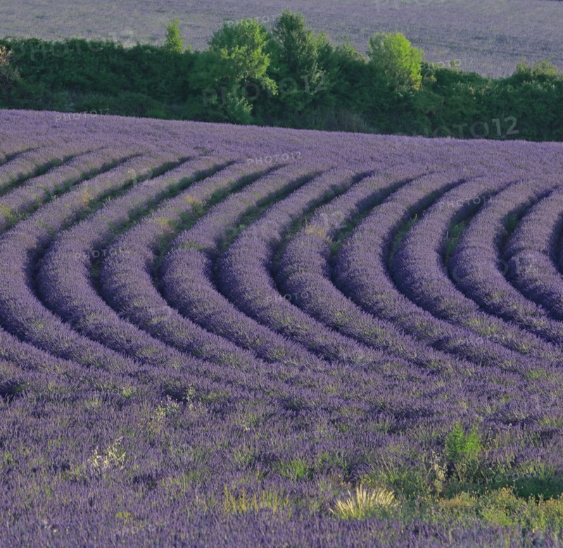 Alpes-de-Haute-Provence, champ de lavande