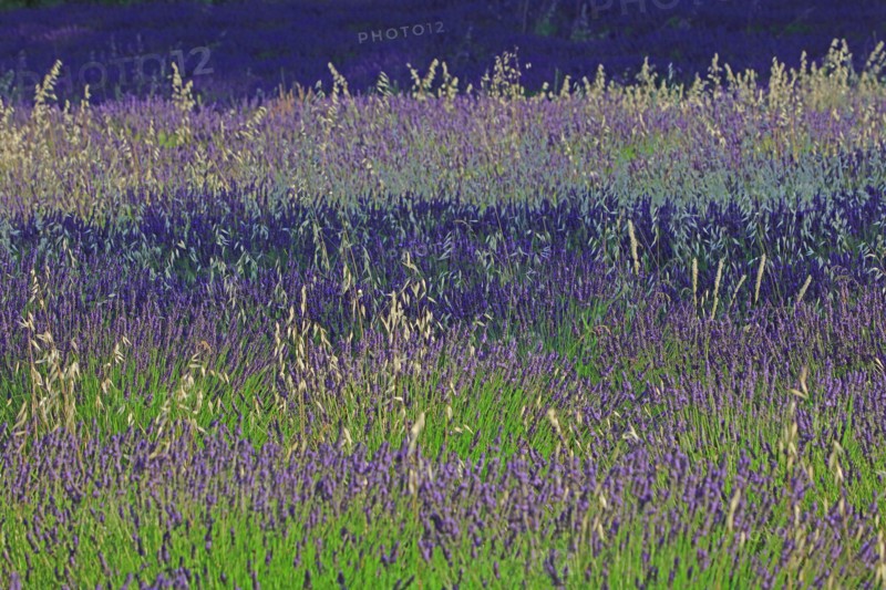Alpes-de-Haute-Provence, champ de lavande