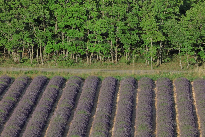 Alpes-de-Haute-Provence, champ de lavande
