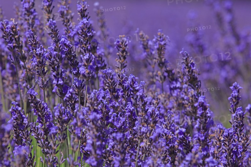 Alpes-de-Haute-Provence, champ de lavande