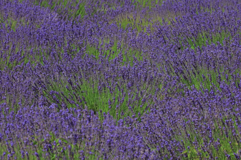Alpes-de-Haute-Provence, champ de lavande