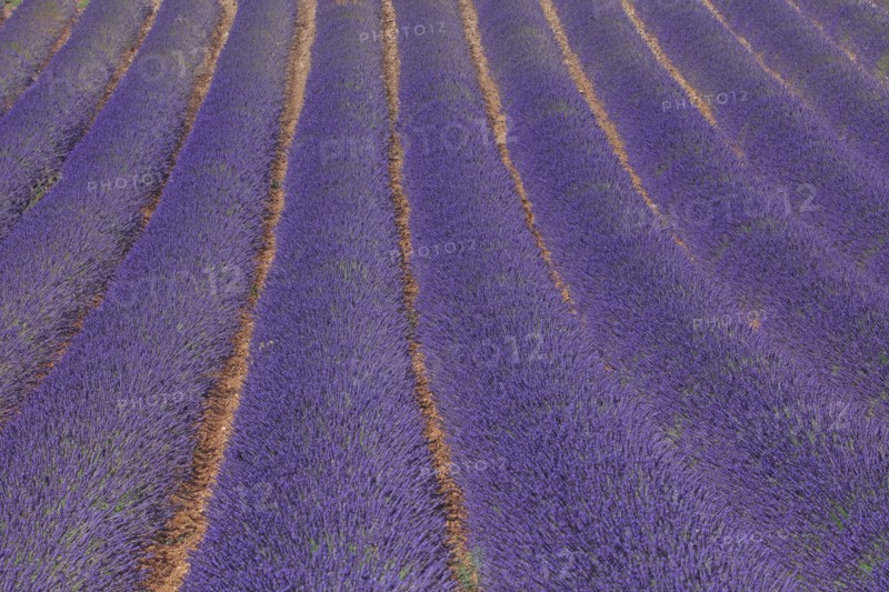 Alpes-de-Haute-Provence, champ de lavande