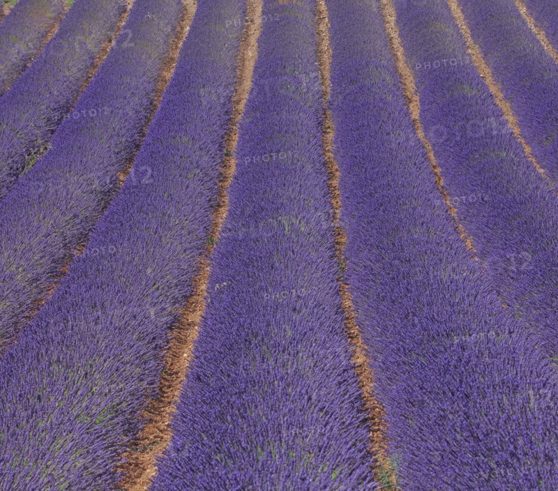 Alpes-de-Haute-Provence, champ de lavande
