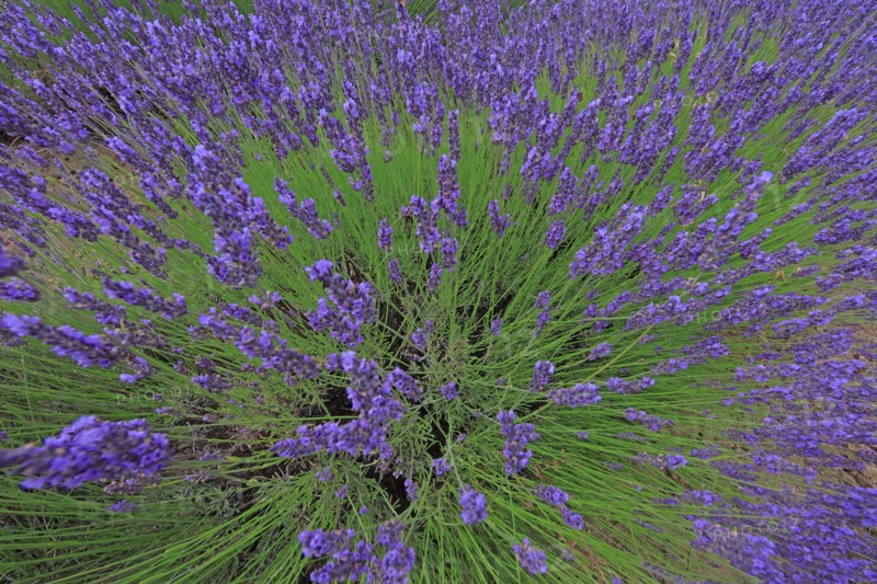 Alpes-de-Haute-Provence, champ de lavande