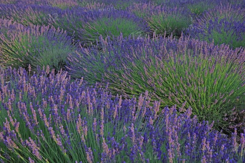 Alpes-de-Haute-Provence, champ de lavande