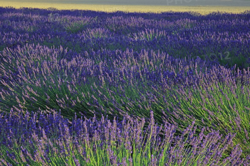 Alpes-de-Haute-Provence, champ de lavande