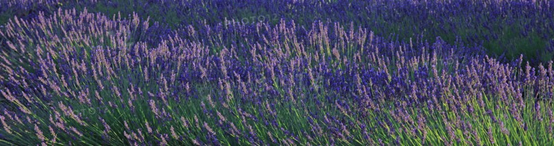 Alpes-de-Haute-Provence, champ de lavande