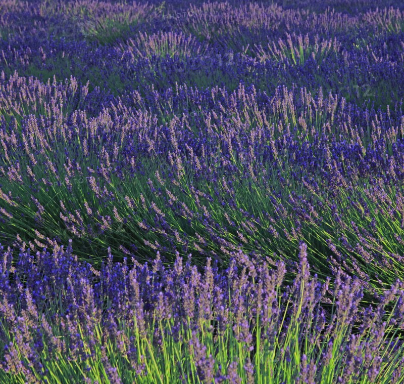 Alpes-de-Haute-Provence, champ de lavande
